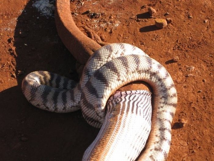 snake eats a lizard