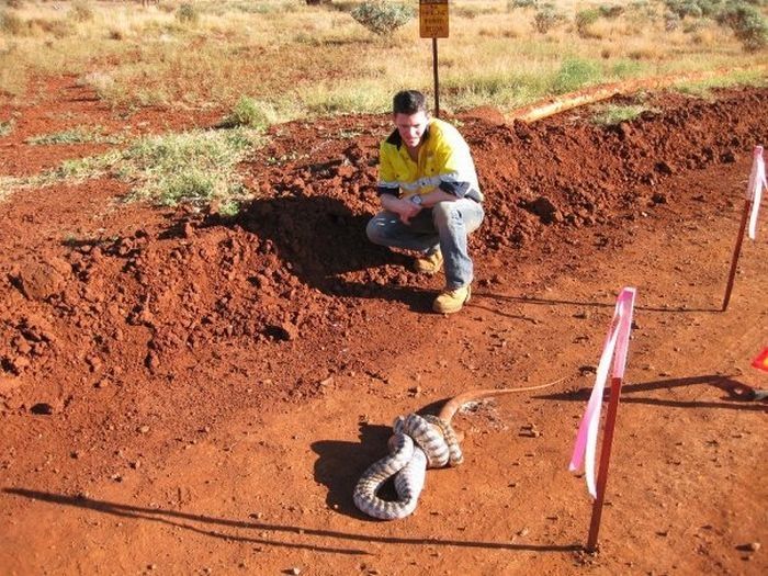 snake eats a lizard