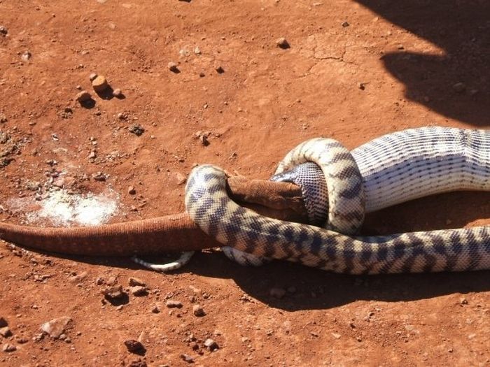 snake eats a lizard