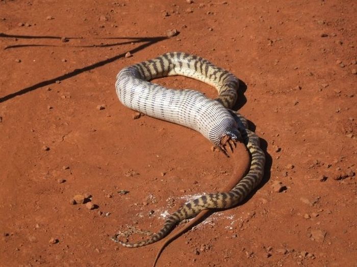 snake eats a lizard