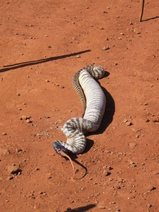 snake eats a lizard