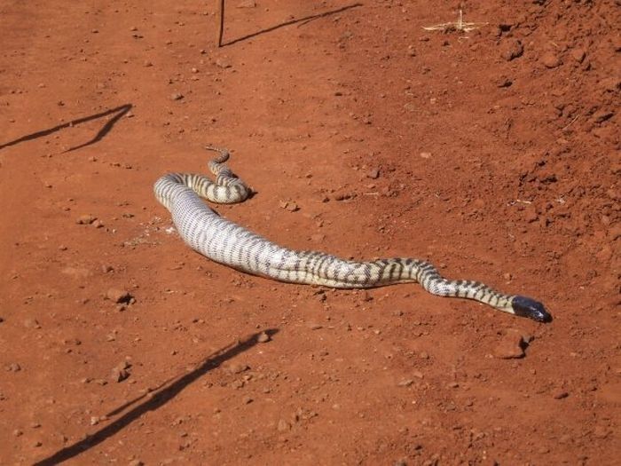 snake eats a lizard