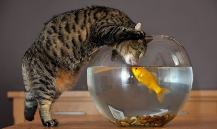 cat and goldfish