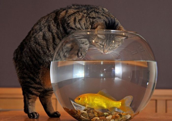 cat and goldfish