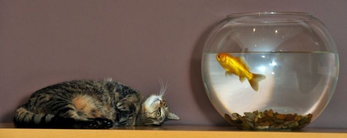 cat and goldfish