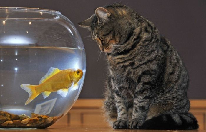 cat and goldfish