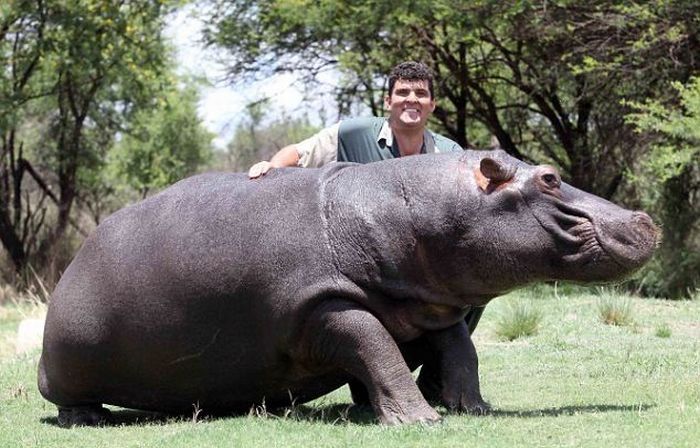 Marius Els and his pet hippo Humphrey, South Africa