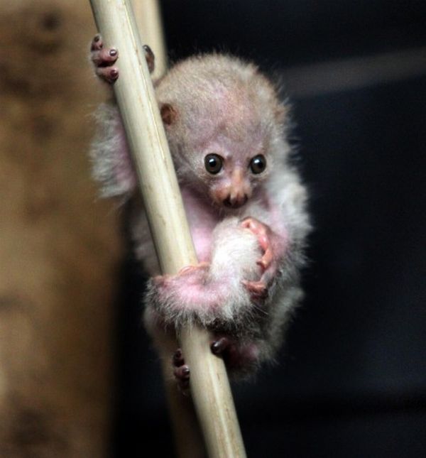 newborn potto