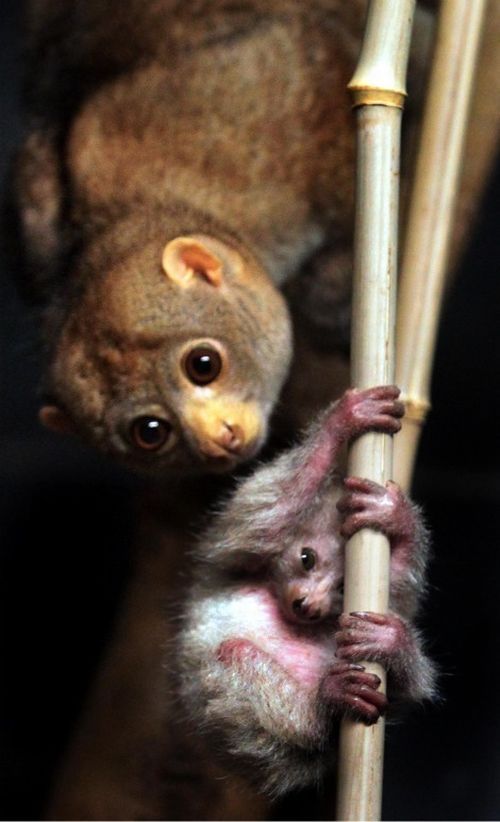 newborn potto