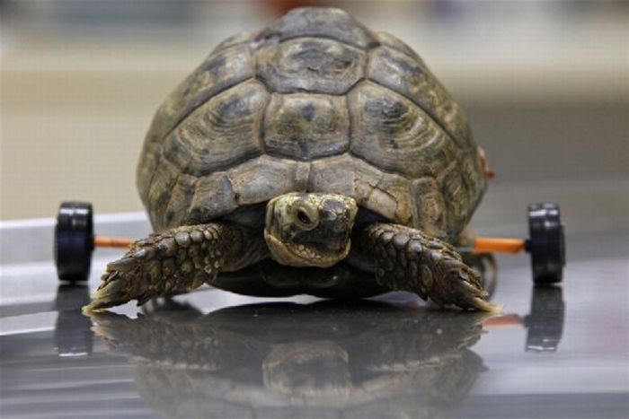 turtle with a wheelchair