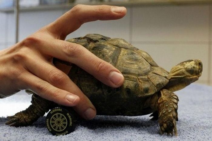 turtle with a wheelchair
