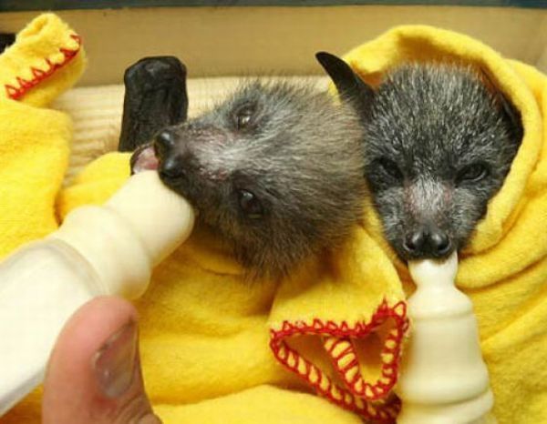 baby bats