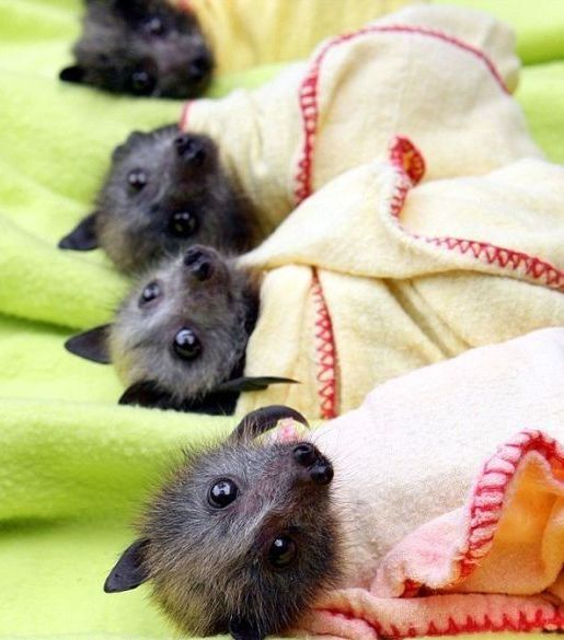 baby bats