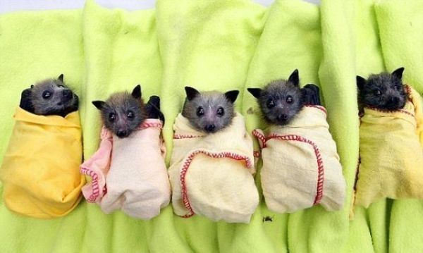 baby bats