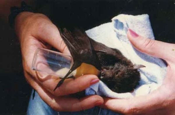 baby bats