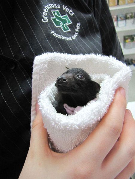 baby bats