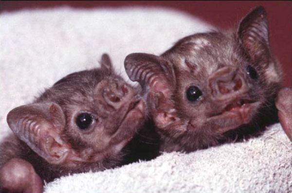 baby bats