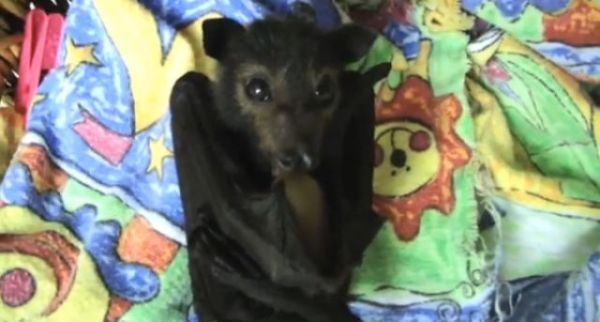 baby bats