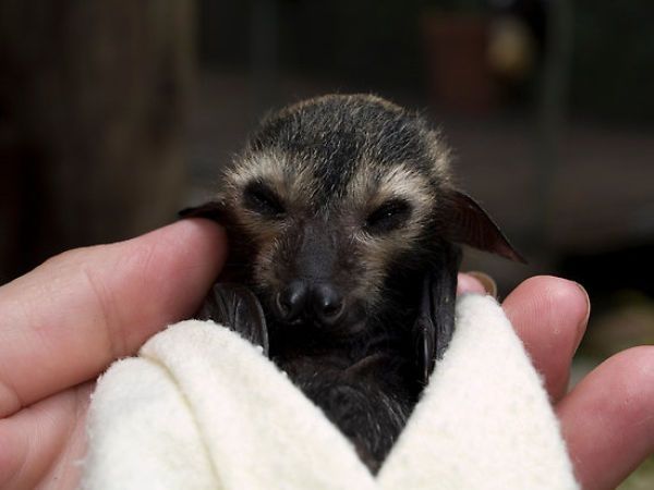 baby bats