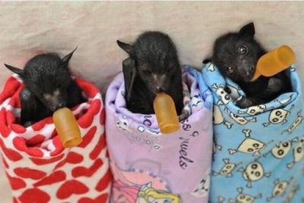 baby bats