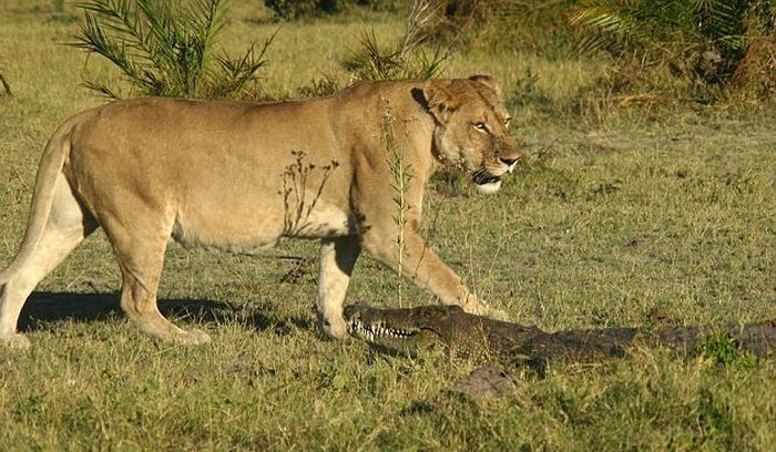 three lionesses against a crocodile