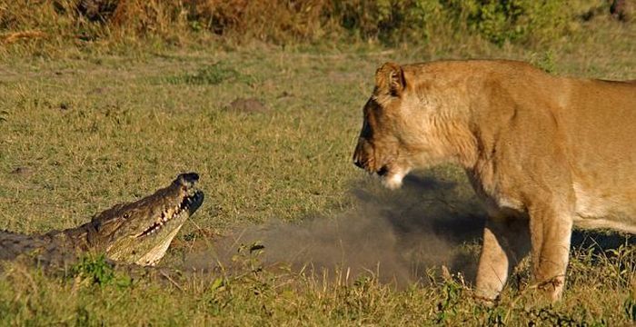 three lionesses against a crocodile