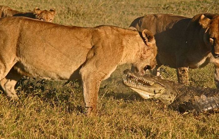 three lionesses against a crocodile