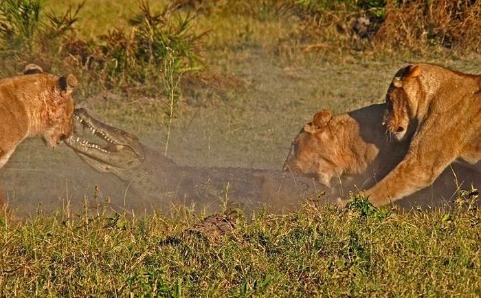 three lionesses against a crocodile