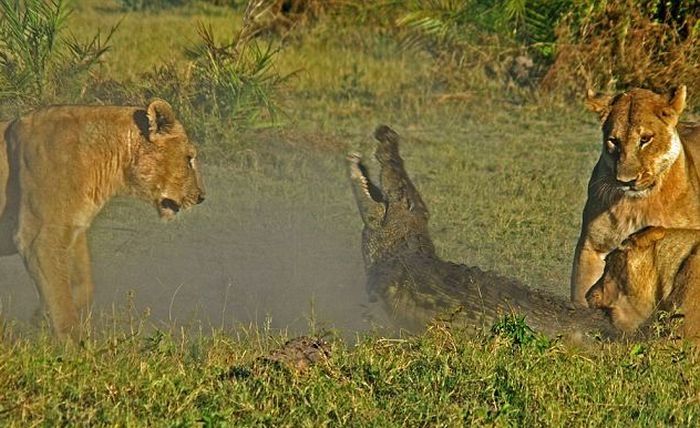 three lionesses against a crocodile