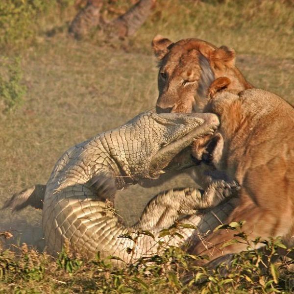 three lionesses against a crocodile