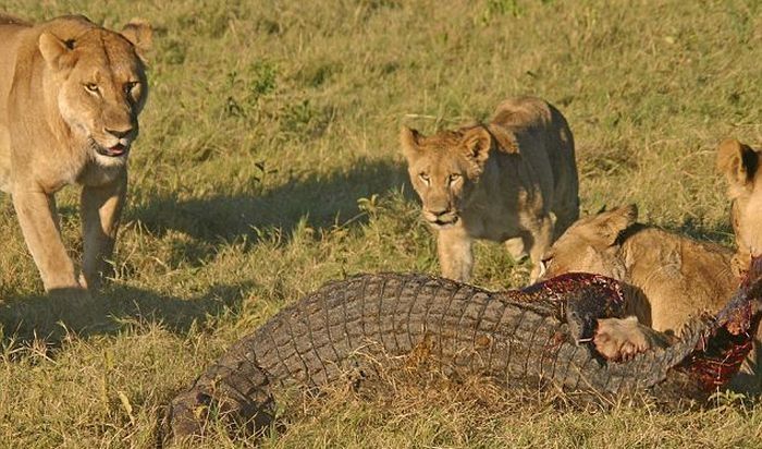 three lionesses against a crocodile