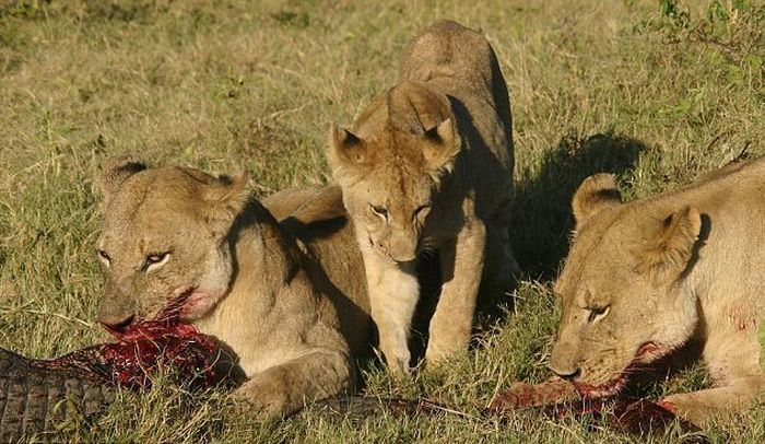 three lionesses against a crocodile