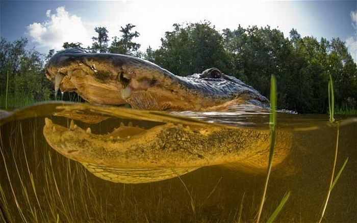 close-up photo of an american alligator