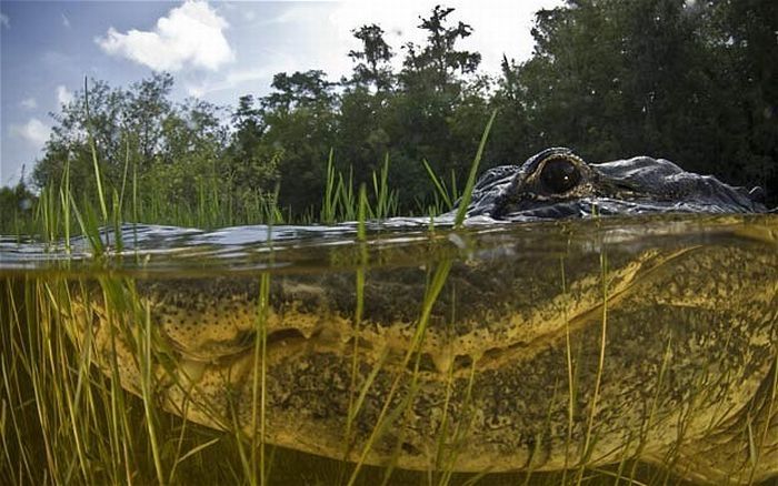 close-up photo of an american alligator