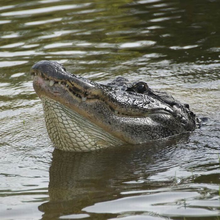 close-up photo of an american alligator