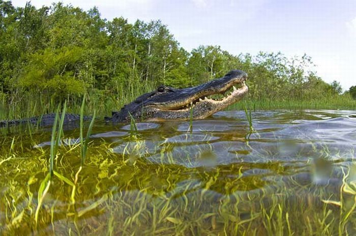 close-up photo of an american alligator