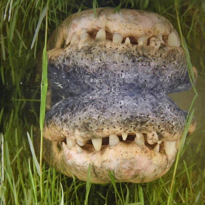 close-up photo of an american alligator