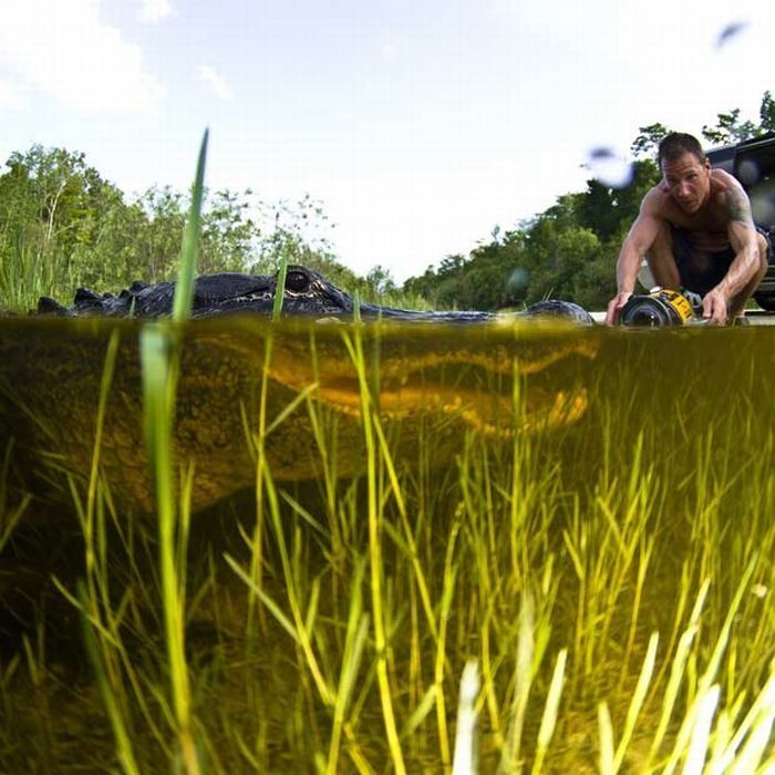 close-up photo of an american alligator