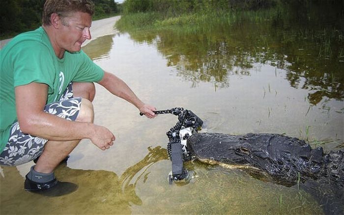 close-up photo of an american alligator