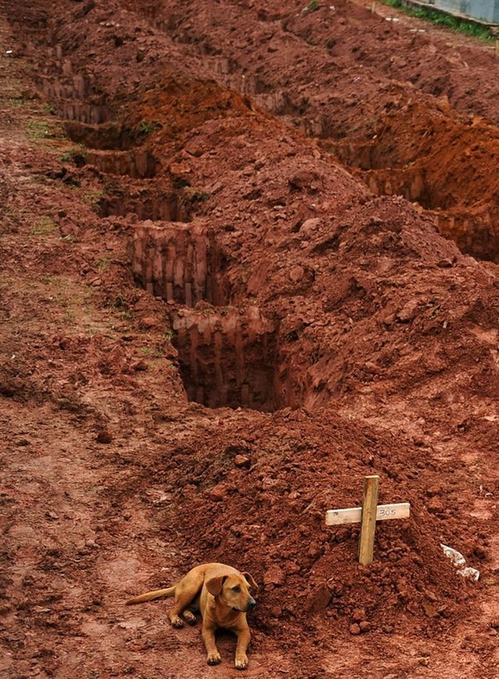 Leao. dog loyalty to the grave, Brazil