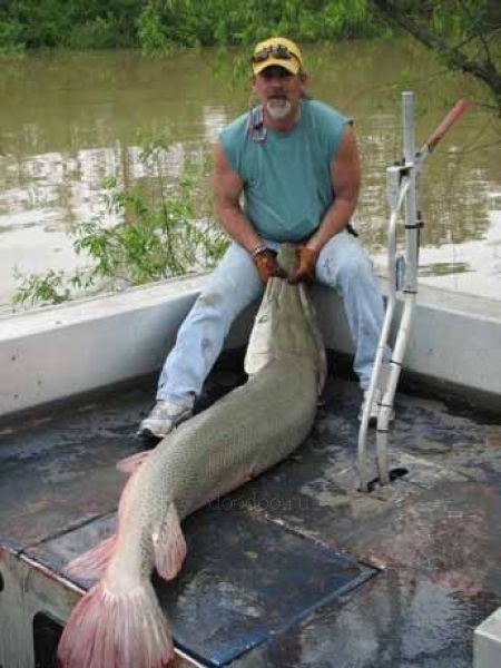 alligator gar fish