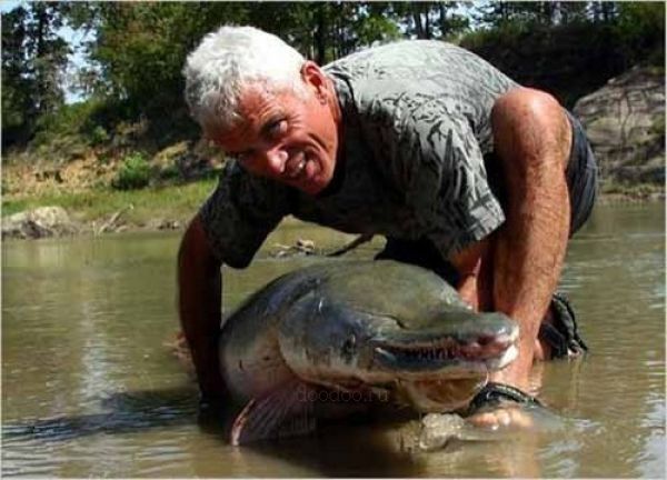 alligator gar fish