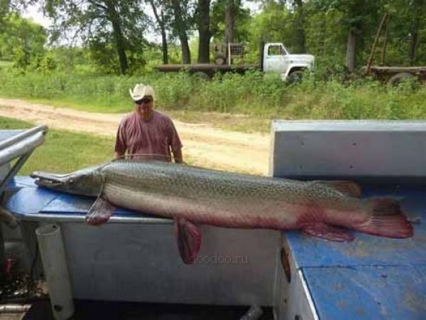 alligator gar fish