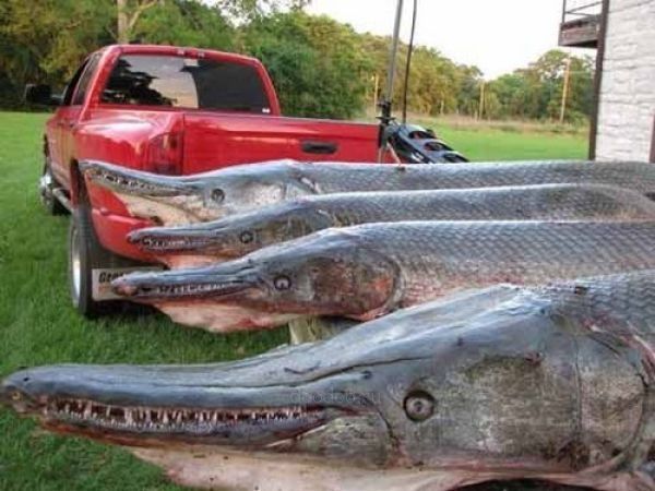 alligator gar fish