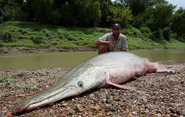 alligator gar fish