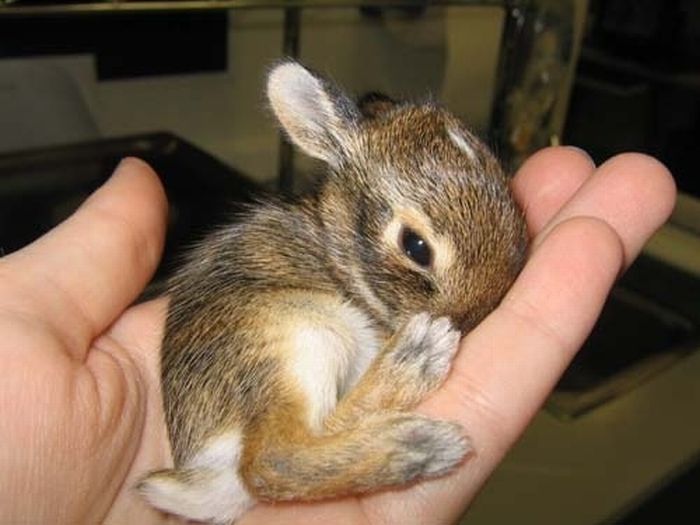 cute baby pet animal