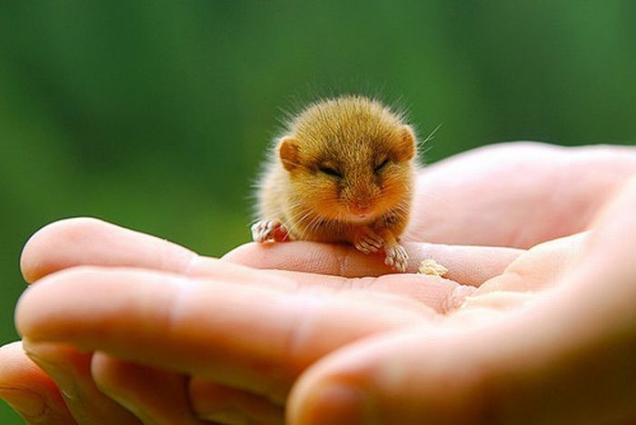 cute baby pet animal