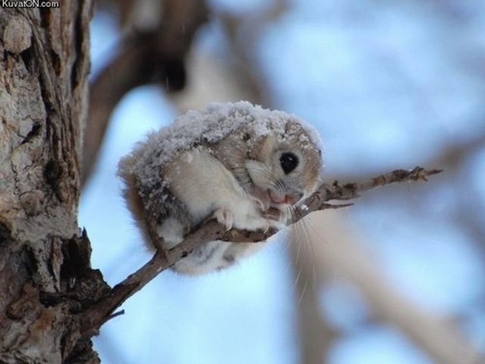 cute baby pet animal