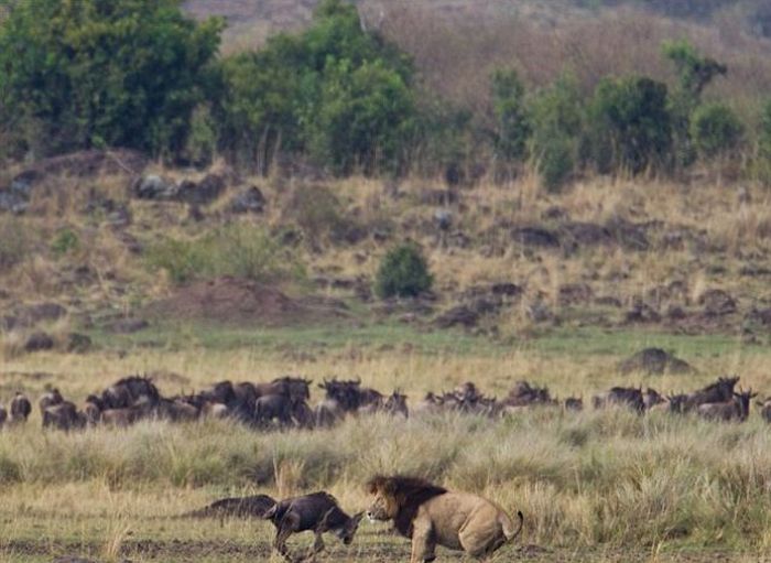 little brave wildebeest