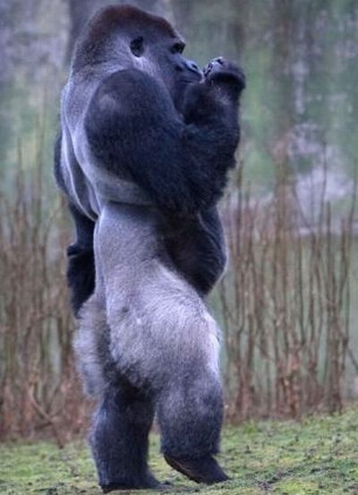 Ambam, Gorilla walks on two legs